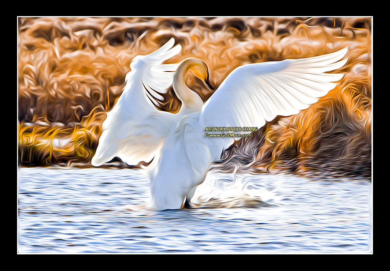 Swan Oil Painting