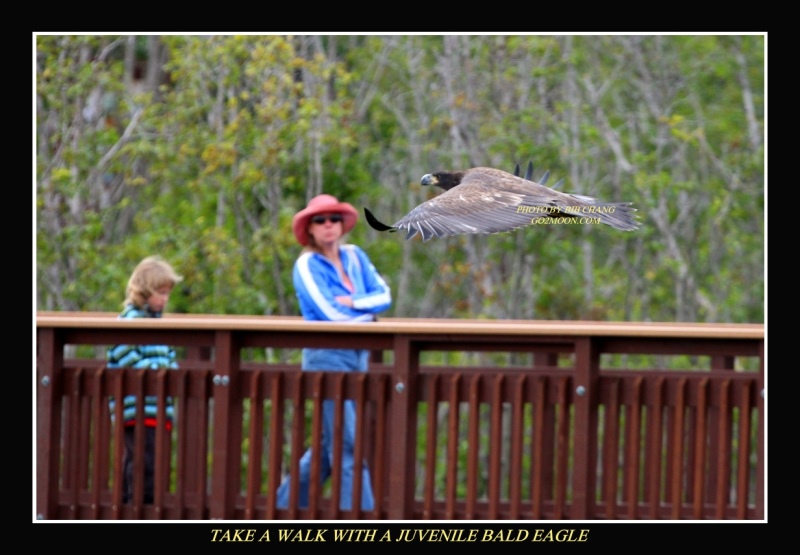 Bald Eagle at Potter Marsh