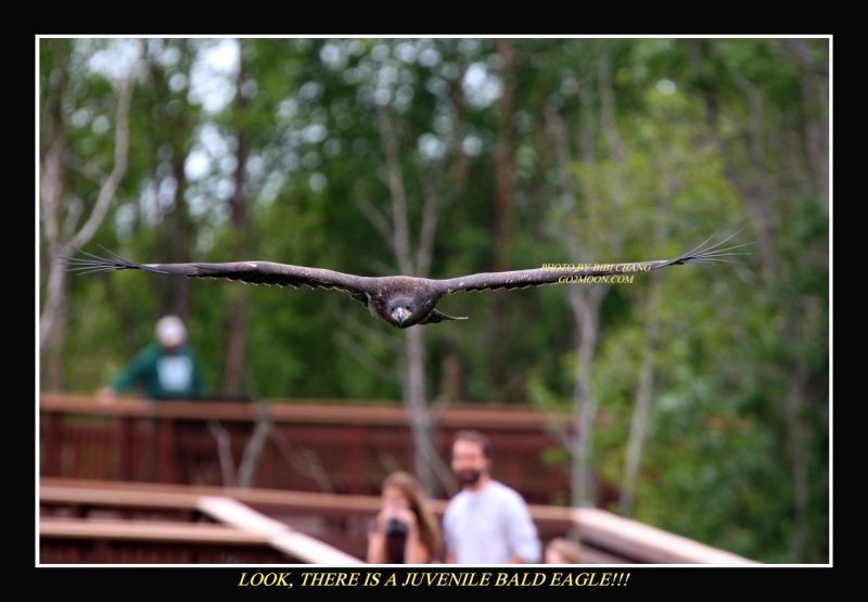 Bald Eagle at Potter Marsh