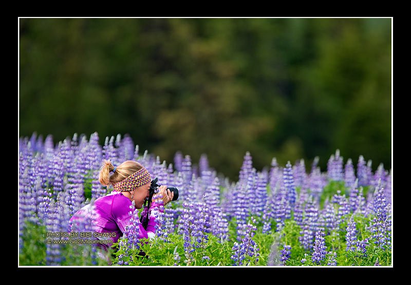 Photographer in Flower Field