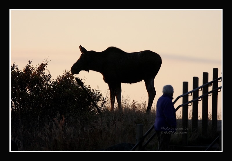 Moose Encounter