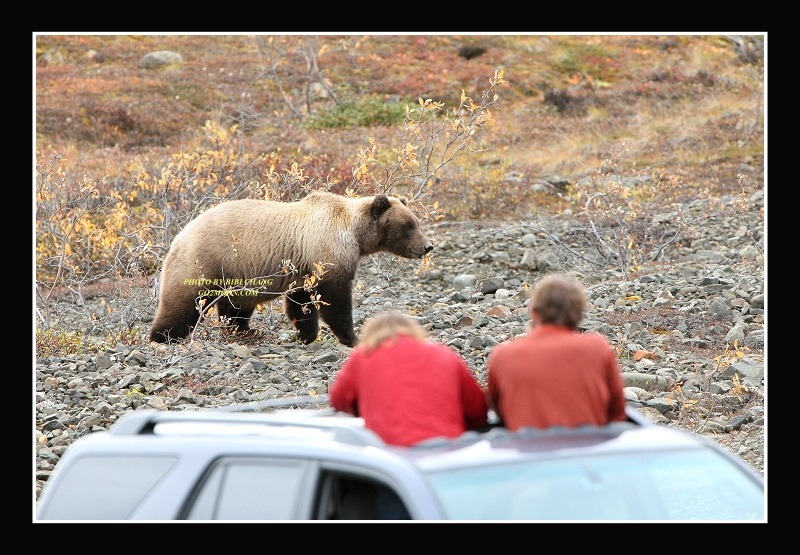 Bear and People