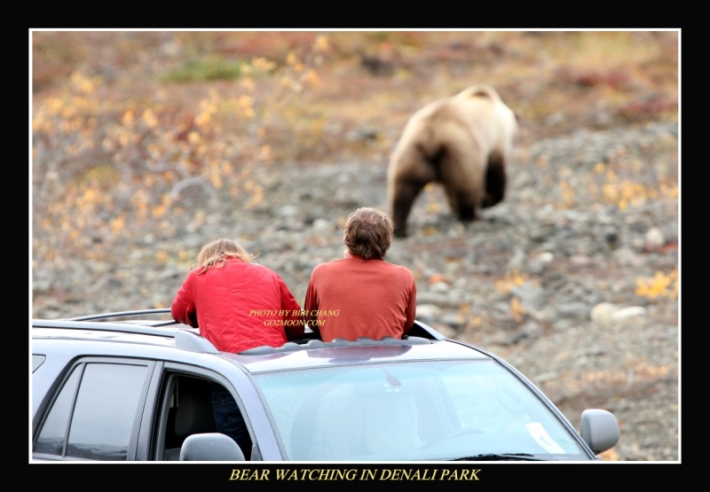 Bear Viewing Denali