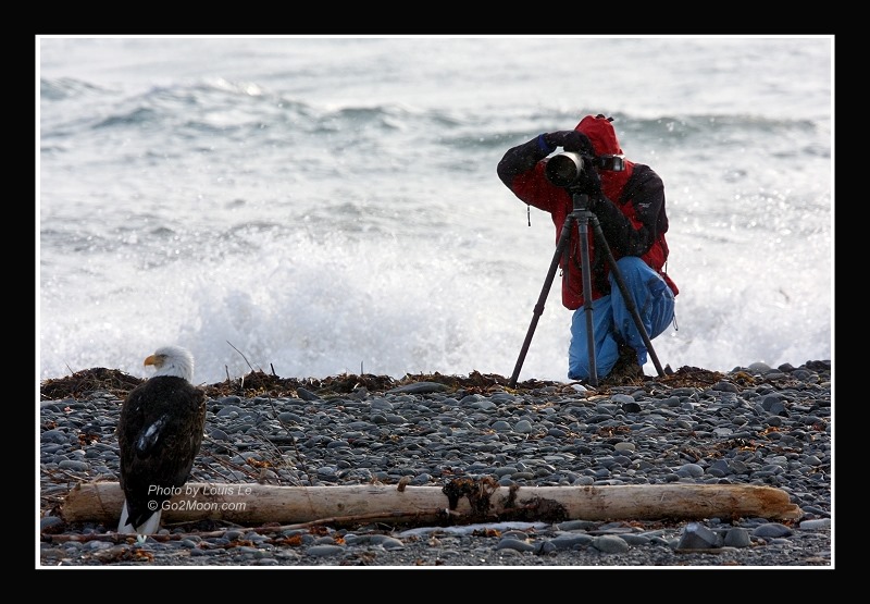 Eagle Photographer