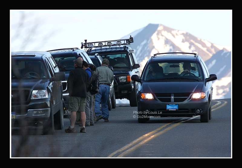 Cars Stop for Bear Viewing
