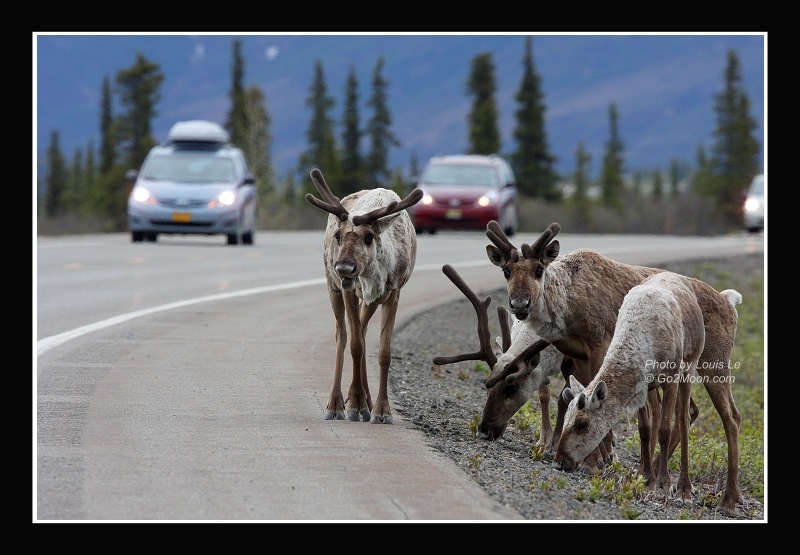 Caribou on the Road
