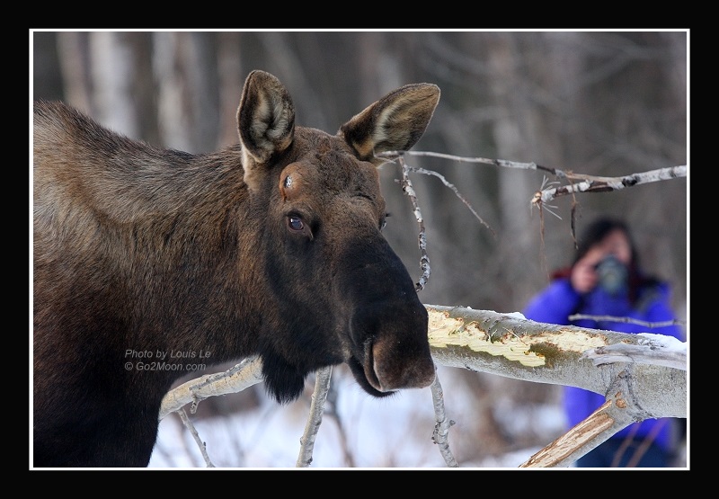 Take Picture of Moose
