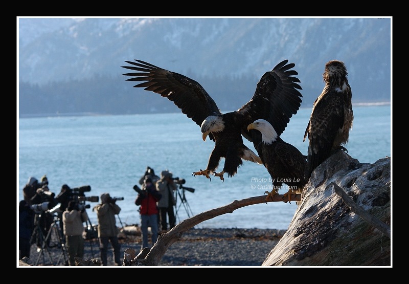 Bald Eagle with Photographer