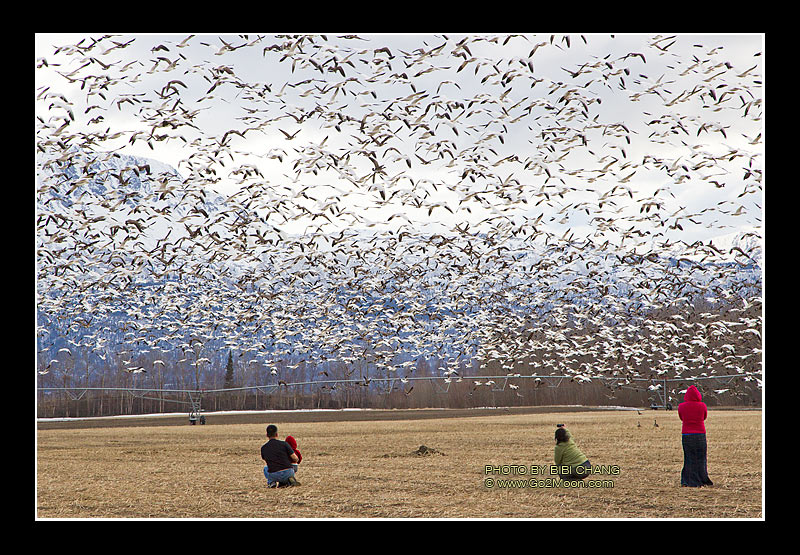 Bird Watching
