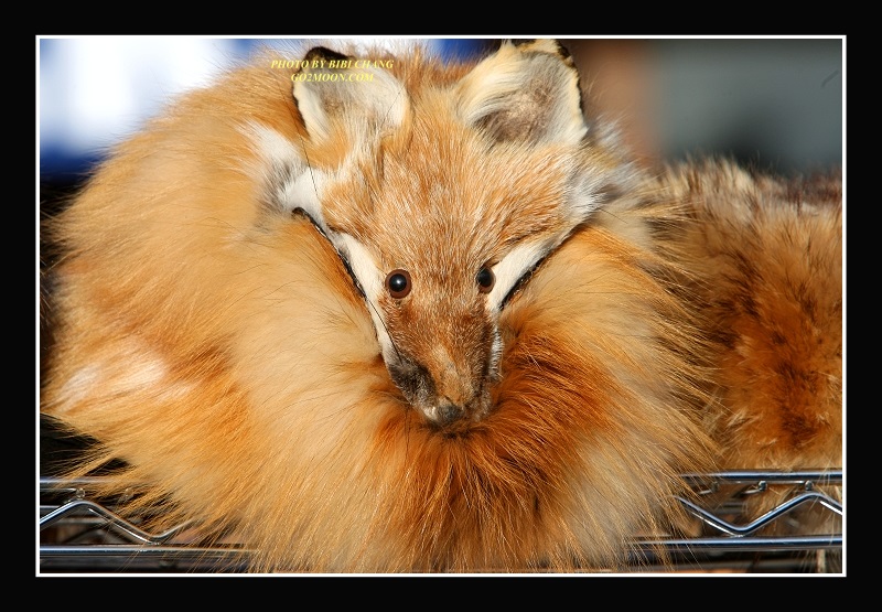 Red Fox Fur