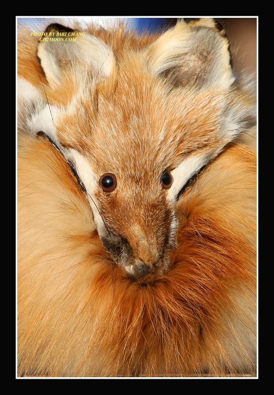 Fox Fur Hat