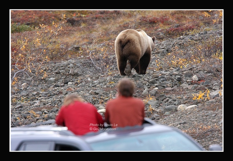 Bear Viewing