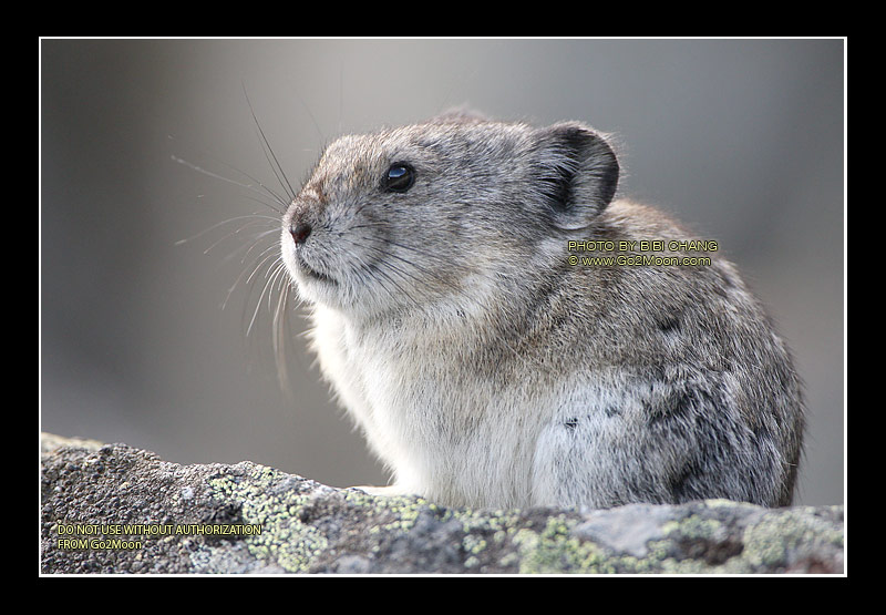 Pika