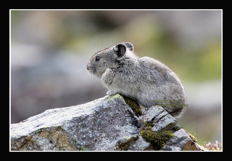 Pika, Arctic Rabbit