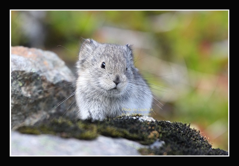 Baby Pika