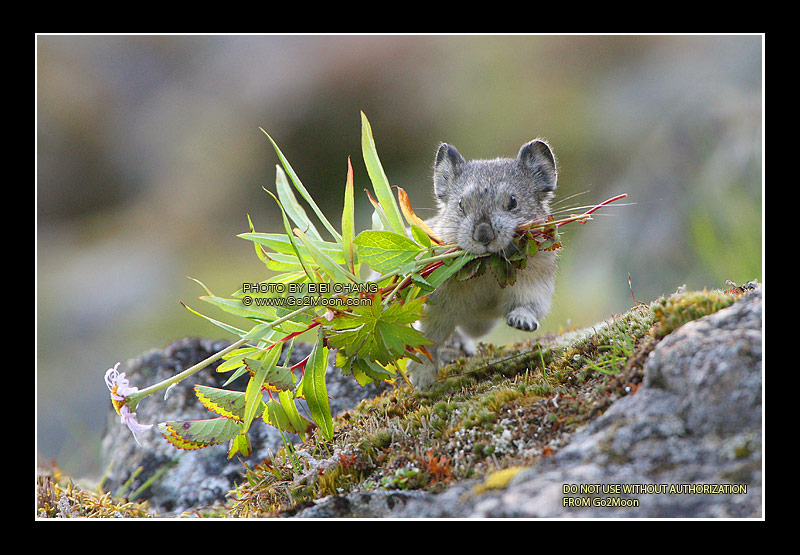 Pika Flower