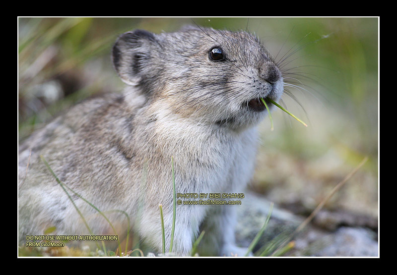 Pika Eating Grass