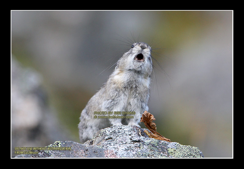 Pika Howling