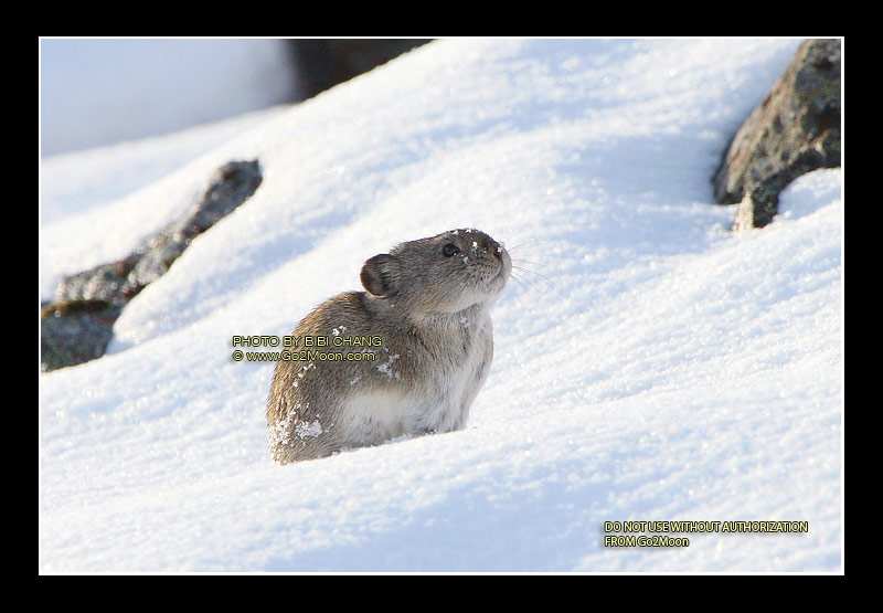 Pika on Snow