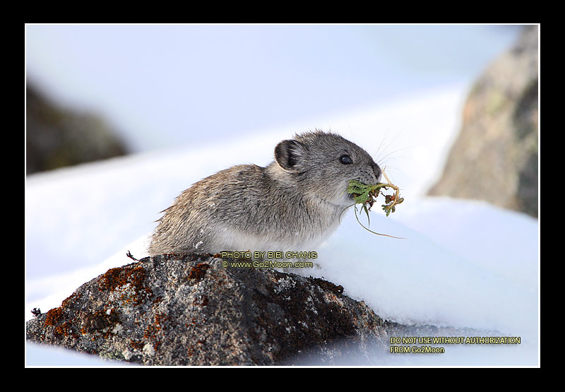 Pika in Winter