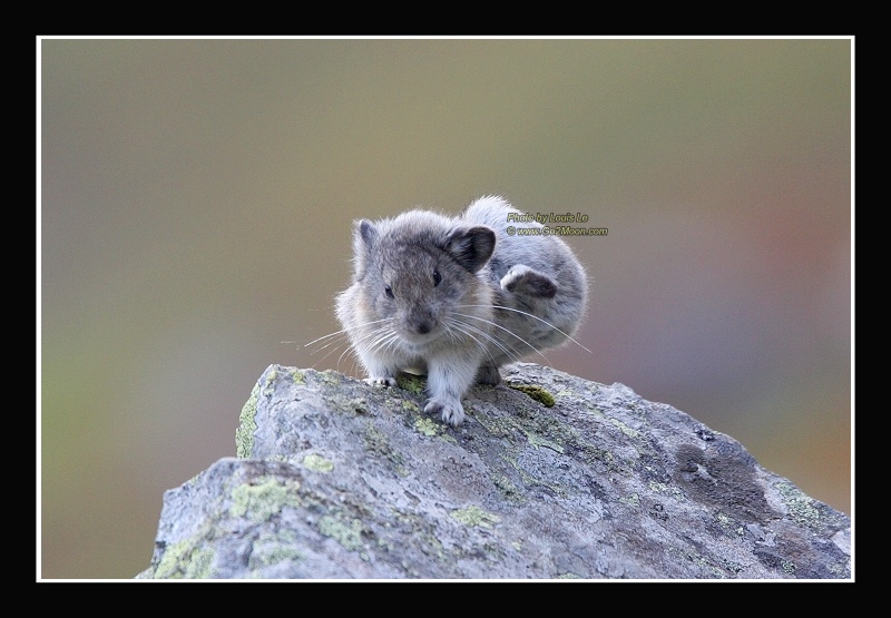 Pika Scratching