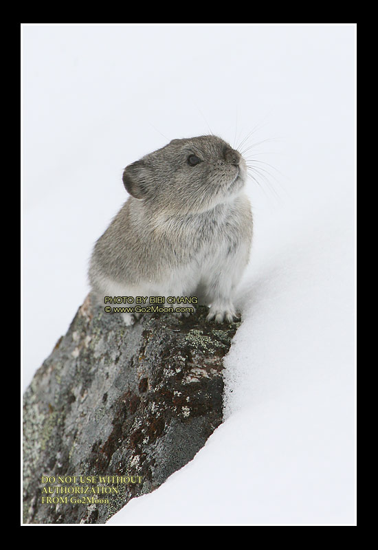 Pika on Snow