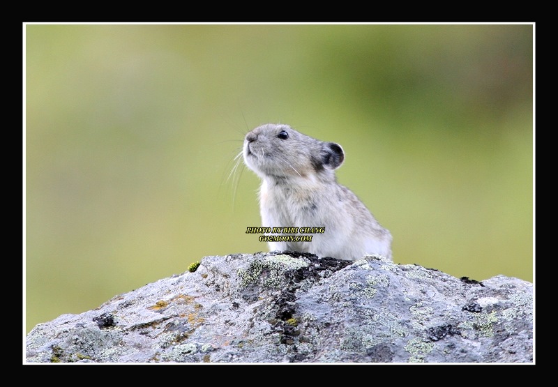 Pika Prince