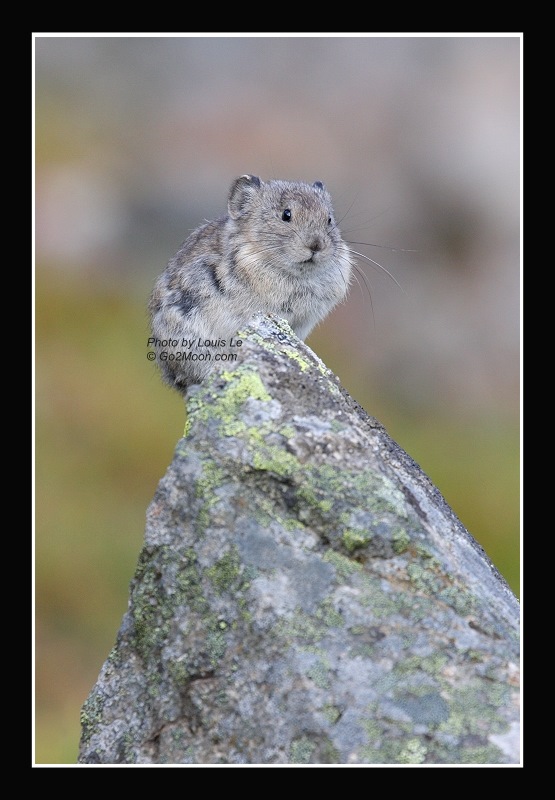 Pika on Rock