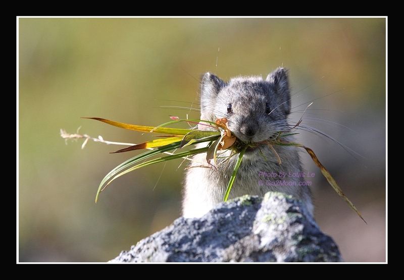 Pika