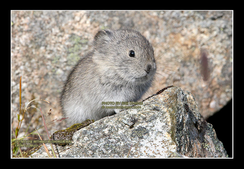 Pika on Rock