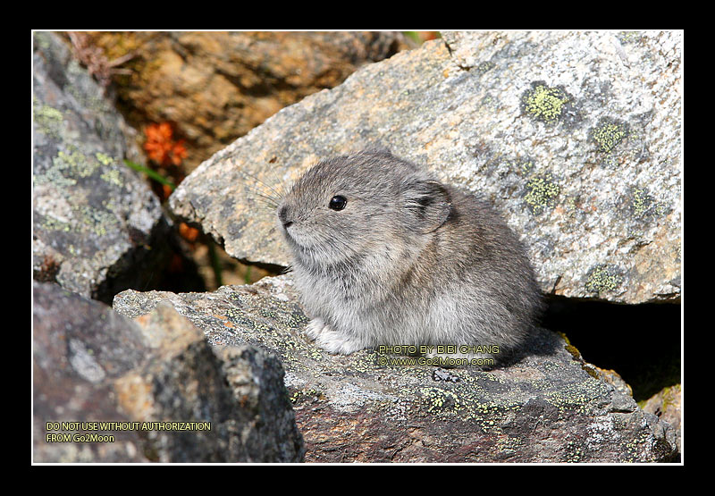 Young Pika