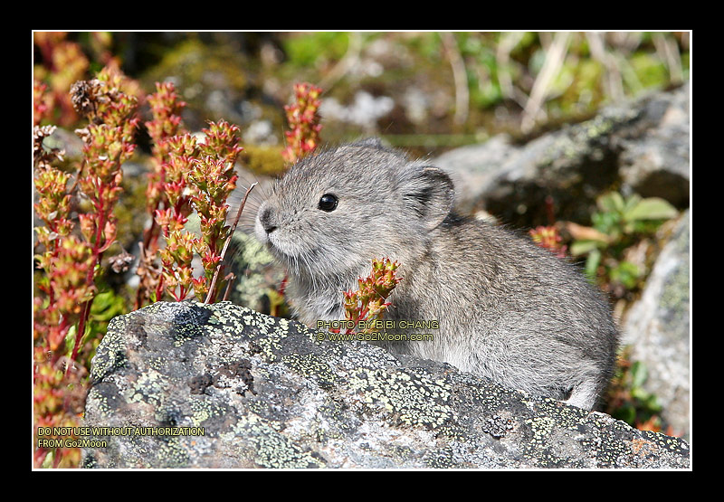 Tiny Pika