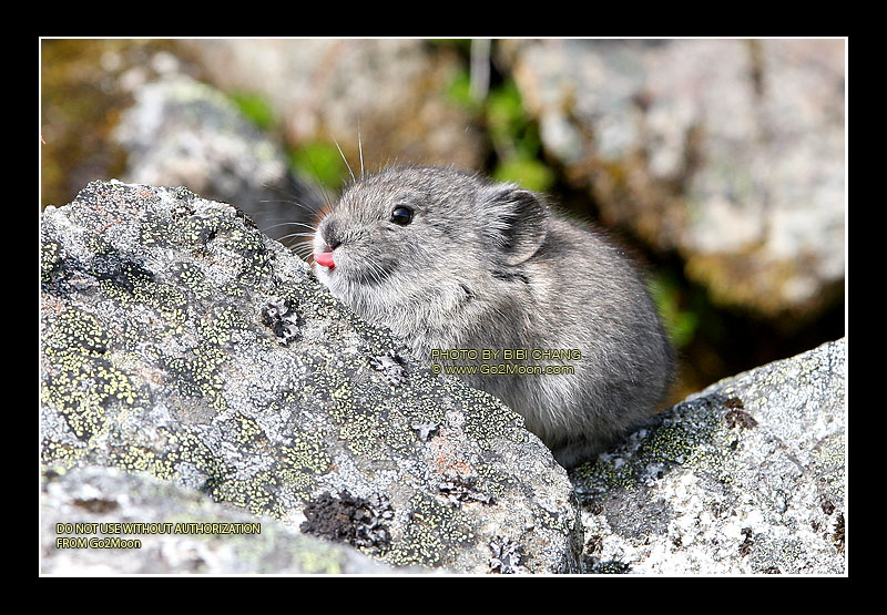 Little Pika