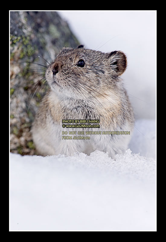 Pika in the Snow