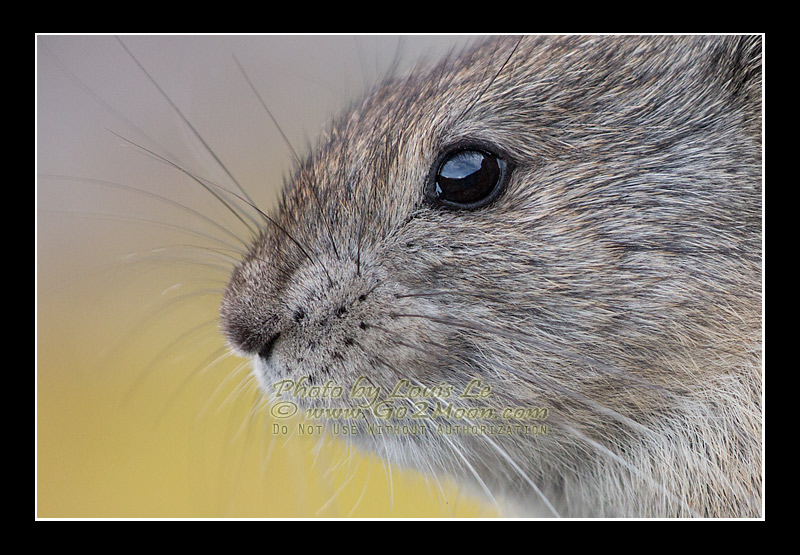 Pika Close Up