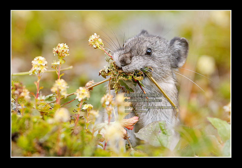 Pika Gathering Food
