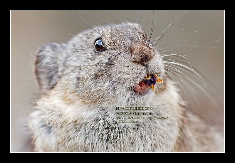 Pika Eating Flower
