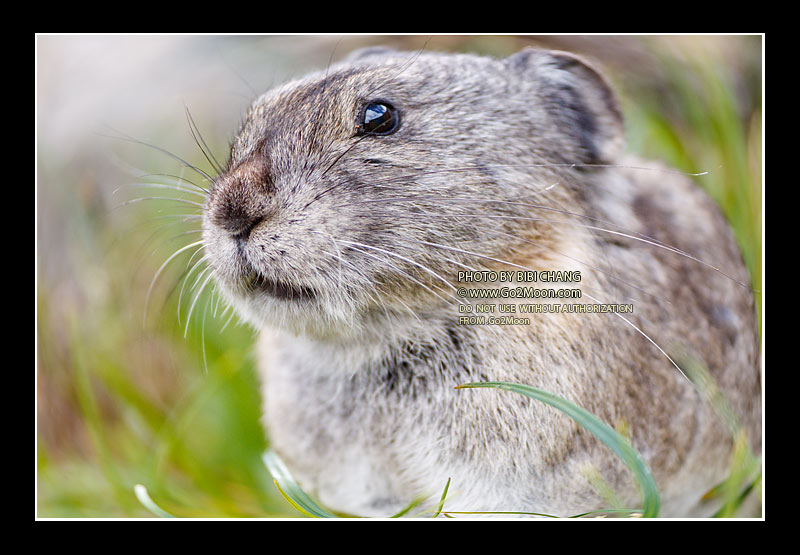 Pika Close Up