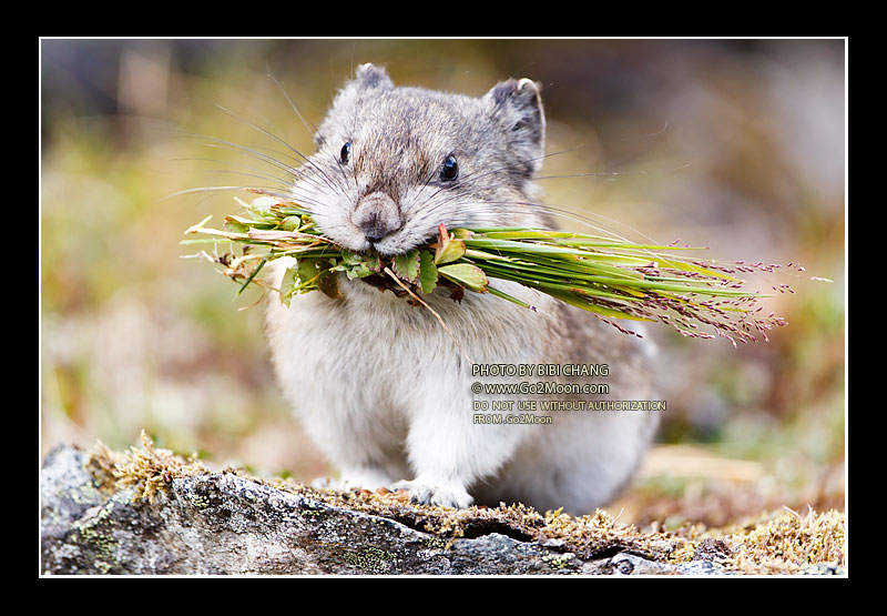Pika with Grass
