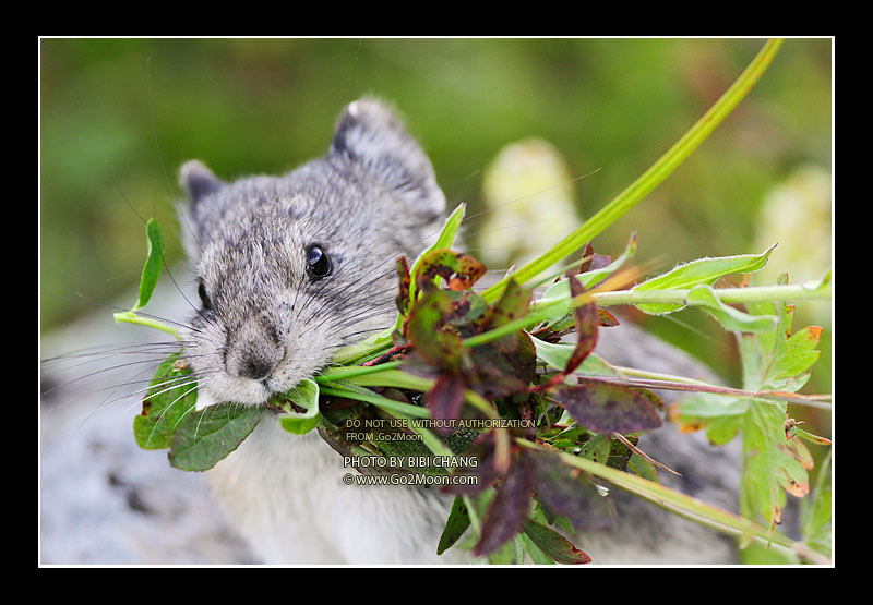 Pika Gathering Food