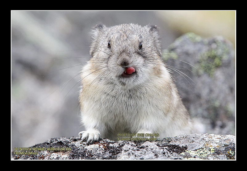Pika Tongue