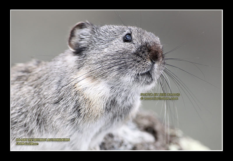 Pika Closeup