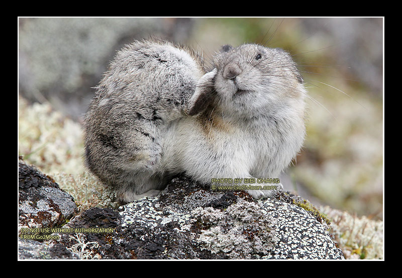 Pika Scratching Ear