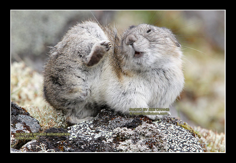 Pika Scratching