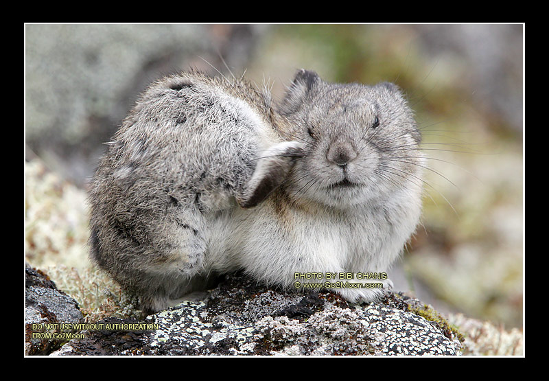 Pika Scratching Ear