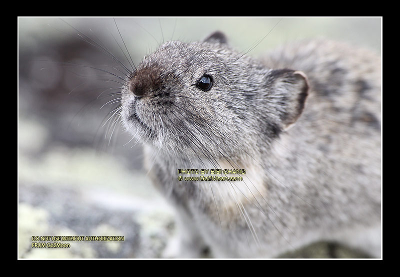 Pika Closeup