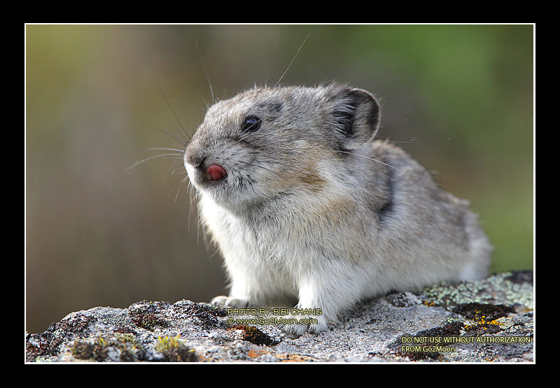 Pika Tongue
