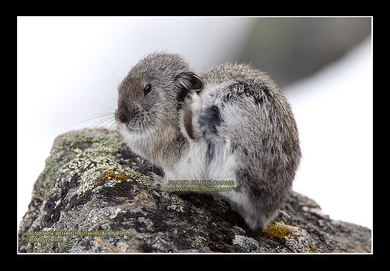 Pika Scratching