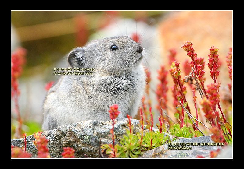 Pika Eating Flower