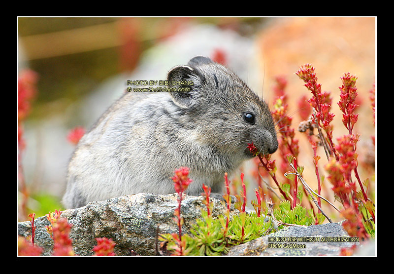 Pika Eating Flower